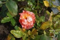 The rose variety \'Alfred Sisley\' is an orange-red to pink-red, yellowish-white striped shrub rose.