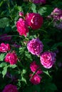 Rose variety Commandant Beaurpaire flowering in a garden