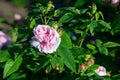 Rose variety Jacques Cartier flowering in a garden