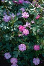 Rose variety Lavender Dream flowering in a garden