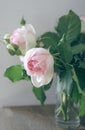 Rose variety Pierre de Ronsard Royalty Free Stock Photo