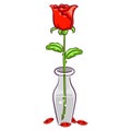 Rose in a Vase with Falling Petals Royalty Free Stock Photo