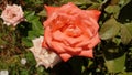 Rose of vase