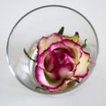 Rose in vase, cremy-white rose with pink surrounding, top view