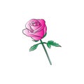 Rose