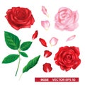 Rose vector floral realistic vector. Set of red and pink with Leaf isolated on white background Royalty Free Stock Photo