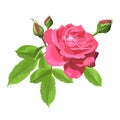 Rose