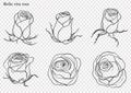 Rose vector set by hand drawing