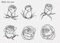 Rose vector set by hand drawing