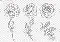 Rose vector set by hand drawing