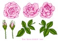 Rose vector set by hand drawing