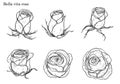 Rose vector set by hand drawing