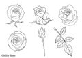 Rose vector set by hand drawing