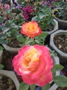 This rose is very beautiful my house in India in a cupture