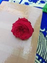 Rose very nice Gulab Ka Phool