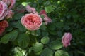 Rose the very nice lpink summer flower close up