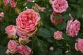 Rose the very nice lpink summer flower close up