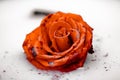 Beautiful rose a little painted Royalty Free Stock Photo