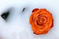 Red rose on a white delicate background Royalty Free Stock Photo