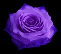 Rose violet-blue flower on the black isolated background with clipping path. no shadows. Closeup. Royalty Free Stock Photo