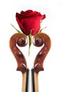 Rose and violin