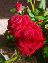 Rose vivid red Royalty Free Stock Photo
