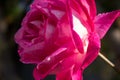 Rose warmed by the sun after rain Royalty Free Stock Photo