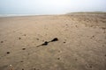 A still life on the beach. A stray rose. Royalty Free Stock Photo