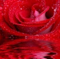 Rose in water