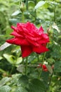 Rose with water droplets Royalty Free Stock Photo