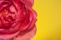 Rose and water drops  on a clear yellow background Royalty Free Stock Photo