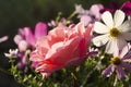 Closeup of pink rose and cosmos lowers, evening sunset light