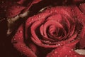 Rose with water drops. Royalty Free Stock Photo