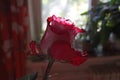 Rose with water drops on the sun