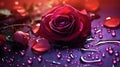 A rose with water drops on it and red petals, AI Royalty Free Stock Photo