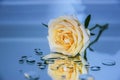 Rose with water drops. A single peach rose with water droplets lies on the wet mirror. Rose on the mirror.