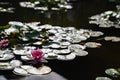 Rose water lily on calm lake Royalty Free Stock Photo