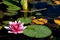 Rose water lily flower Royalty Free Stock Photo