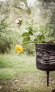 Rose and water Lily Royalty Free Stock Photo