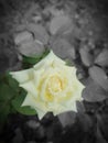 YELLOW ROSE