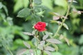 Indian Natural Rose with green nature
