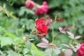 Indian Natural Rose flower with green nature