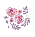 Rose watercolor flowers kit for design. Royalty Free Stock Photo