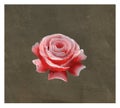 The Rose. Watercolor freehand drawing Royalty Free Stock Photo