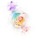 Rose on watercolor rainbow background