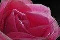 Rose waterdrop Royalty Free Stock Photo