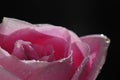 Rose waterdrop Royalty Free Stock Photo