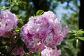 Rose wedding bouquet. lush fresh rose bush. rose flower blossom with smell. spring aromatic allergy. tea rose garden. flower shop Royalty Free Stock Photo