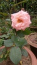 A rose which is light pink in colour and in one of most lovly flower Royalty Free Stock Photo