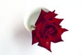 Rose on a white background in a glass. Close-up, white background
